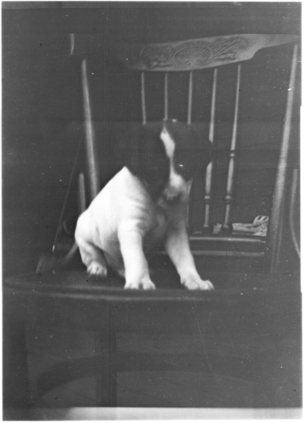 A photo of a young dog sitting on a wooden chair