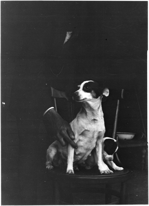 Small dog sitting on chair