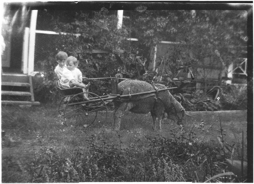 Two unidentified children sitting in a small cart drawn by a sheep
