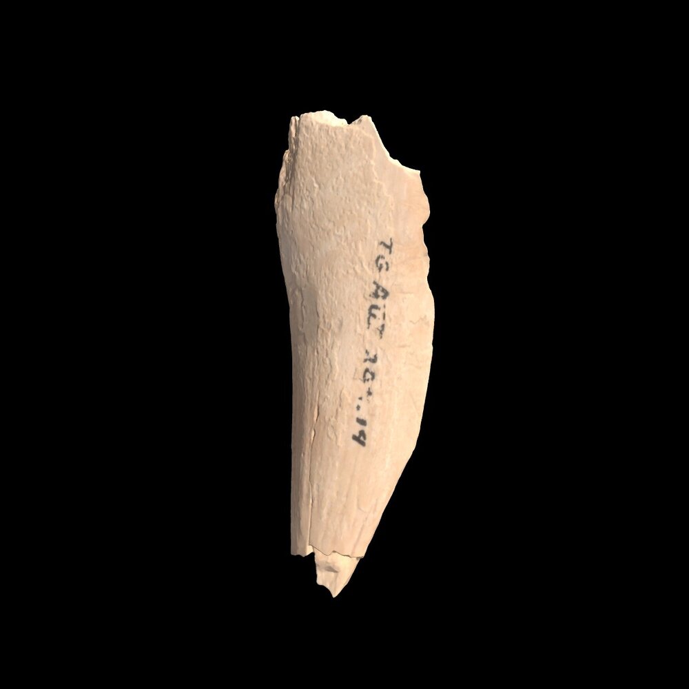 MA1976.7.1 Bone point