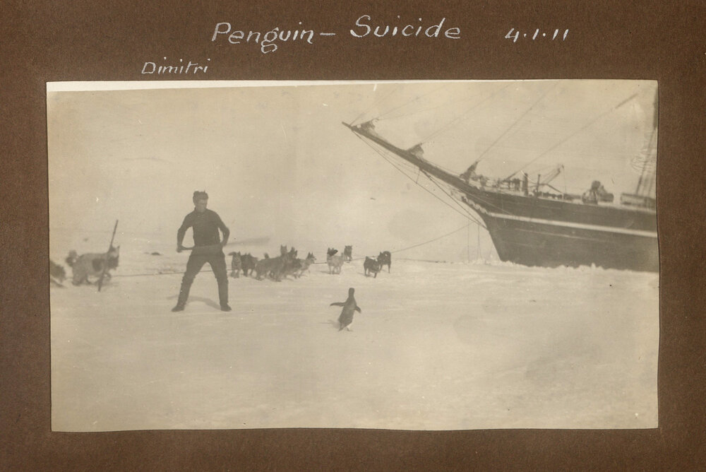 Dogs tied up beside Terra Nova, with Dimitri stopping a penguin from getting close to them