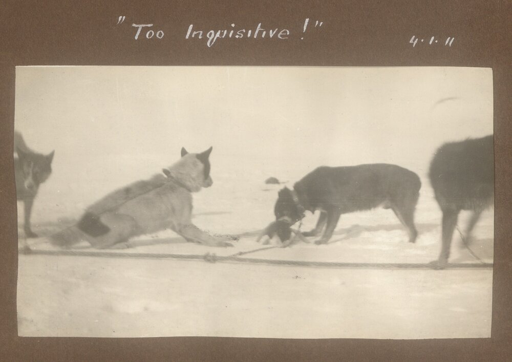 "Too Inquisitive!", 1911
