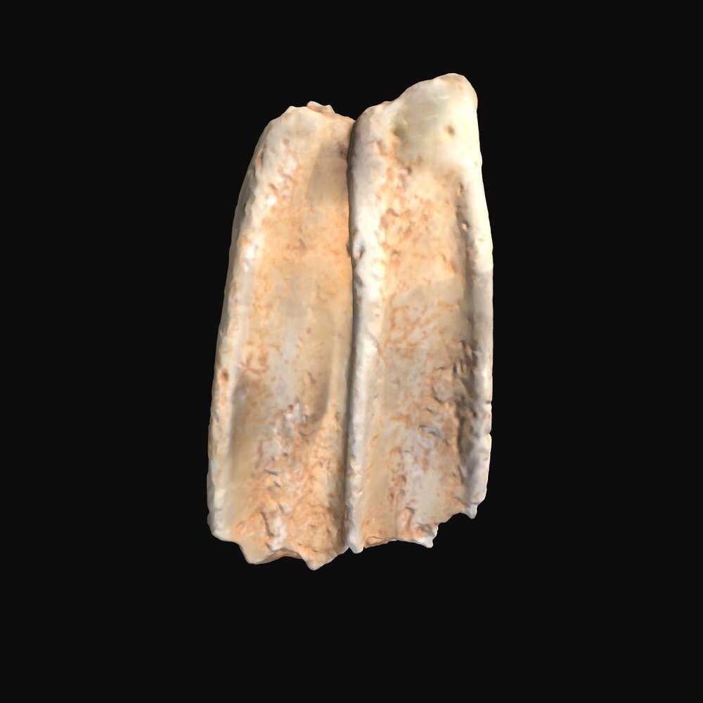 MA1978.175.1-22 Tools 6, shells 2, and flints 14