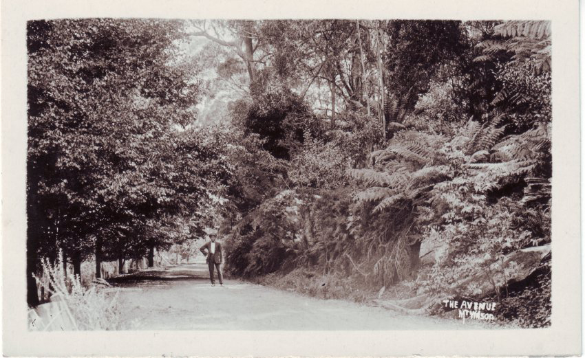 The Avenue, Mt Wilson