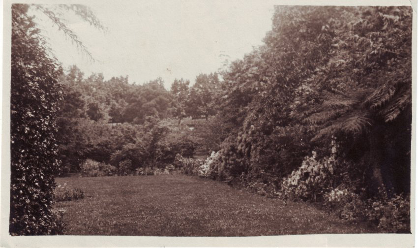 Garden, probably Withycombe, Mt Wilson