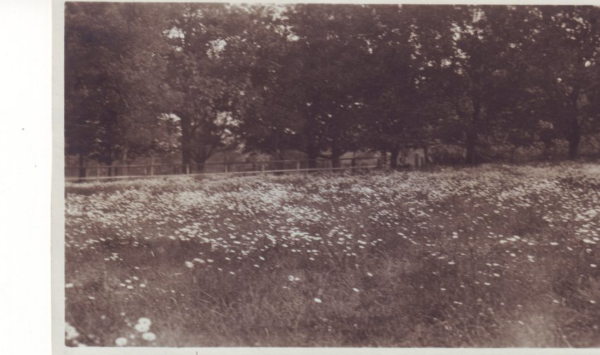 [Unidentified Garden, Mt Wilson]