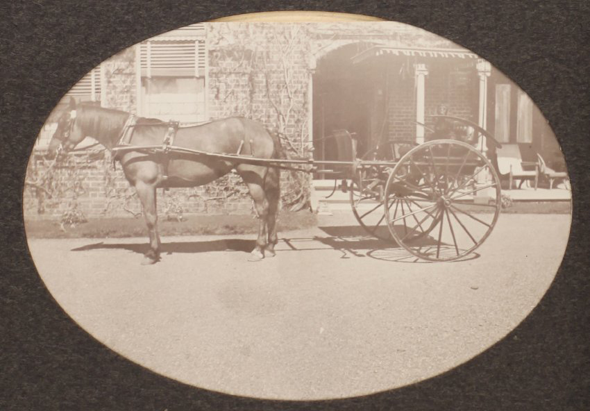 [Pony &amp; trap, Saumarez]