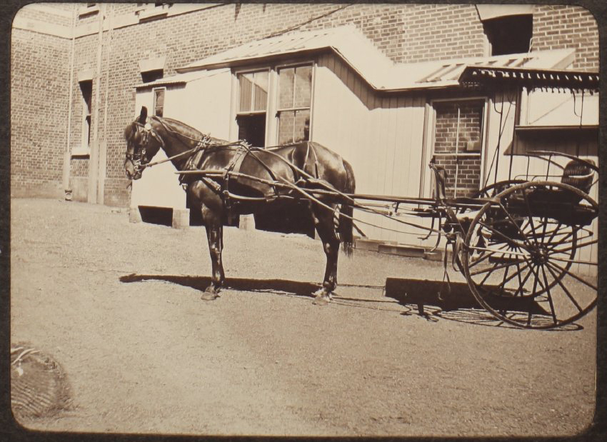 Pony &amp; trap, Saumarez