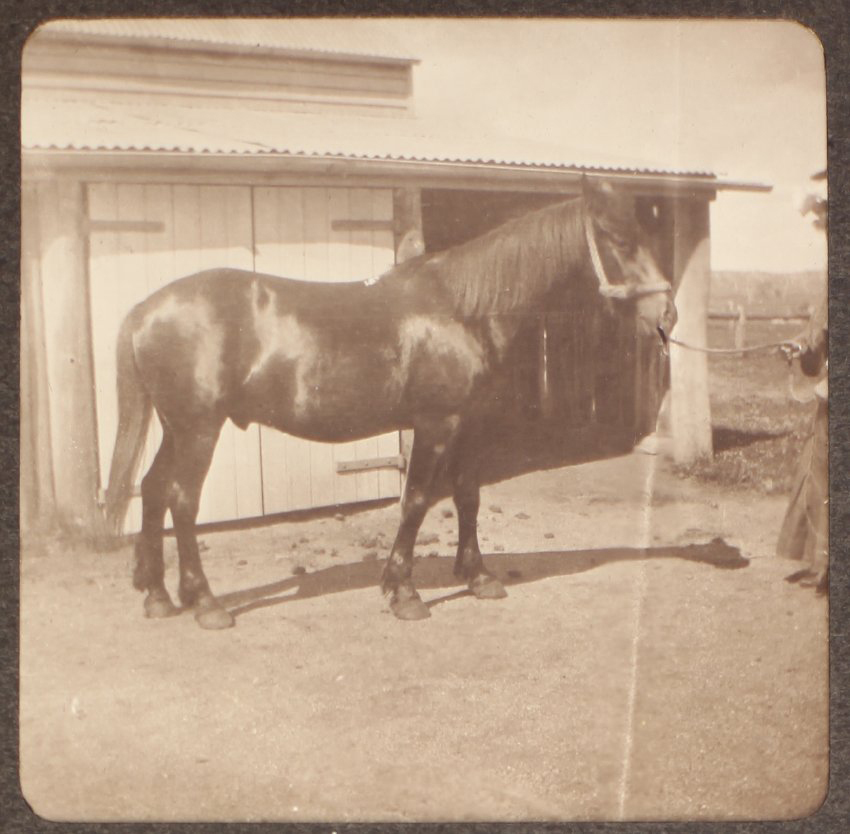 [Horse at Saumarez stables]