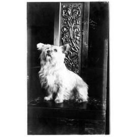 Pet dog, Saumarez