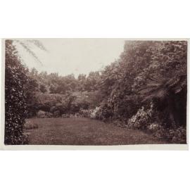 Garden, probably Withycombe, Mt Wilson