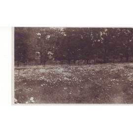[Unidentified Garden, Mt Wilson]
