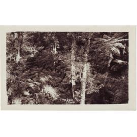 Fern Gully, Mt Wilson