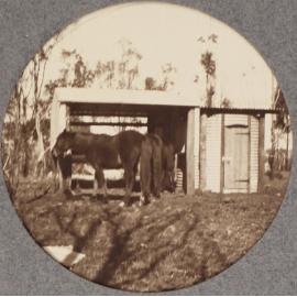 [Horse]