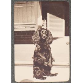 [Pet dog at Saumarez]