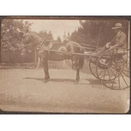 [Pony & trap, Saumarez]