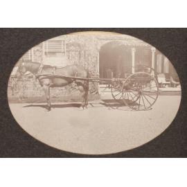 [Pony & trap, Saumarez]