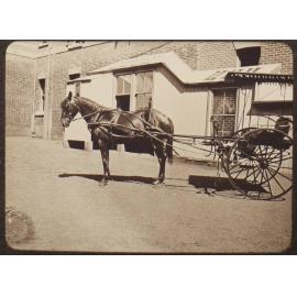 Pony & trap, Saumarez