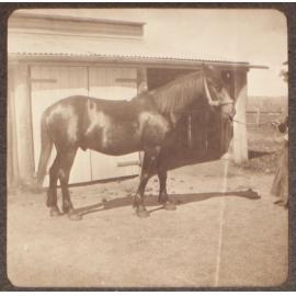 [Horse at Saumarez stables]