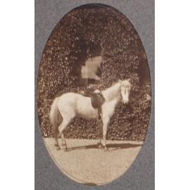 [White Horse at Saumarez]