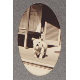 [Terrier]