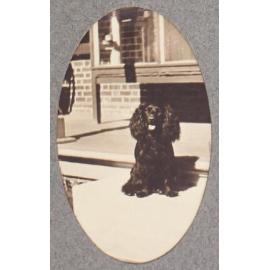 [Spaniel]
