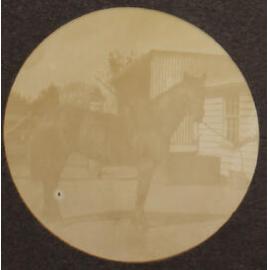 [Portrait of a horse]