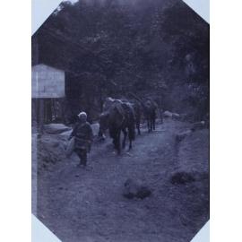 A trip in the mountains by packhorse