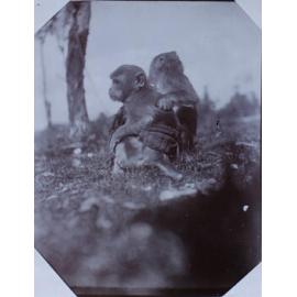 A pair of monkeys