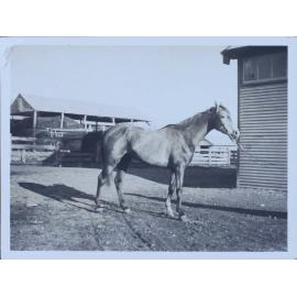 Horse standing near farm buildings