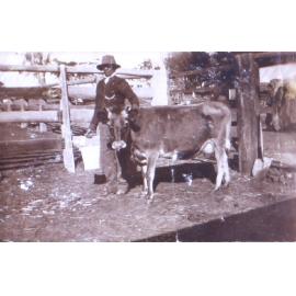 Unidentified workman with milking cow