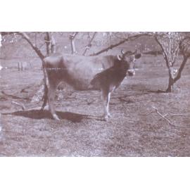 Dairy cow