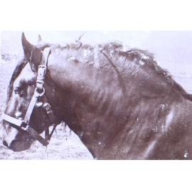 Head and shoulder of a horse