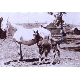 Mare and foal