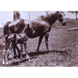 Mare and foal