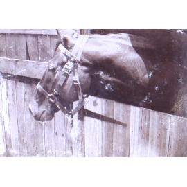 Horse in a stable