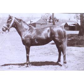 Horse in a halter