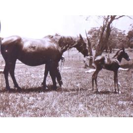 Mare and foal