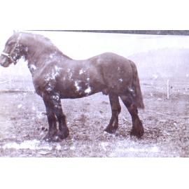 Working horse