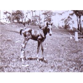 Young foal