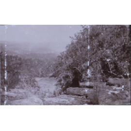 Bush landscape