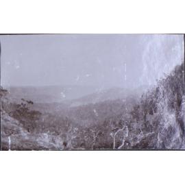 Bush landscape