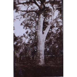 Large gum tree