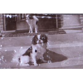 Pet dogs