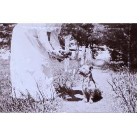 Pet dog, puppies and an unidentified woman