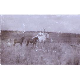 Mare and two foals