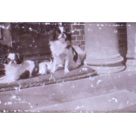 Pet dogs