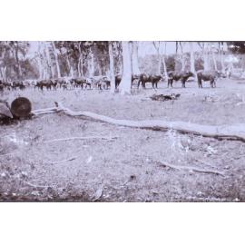 Bullock wagon