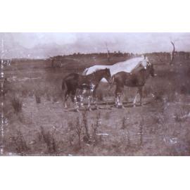 Mare and two foals