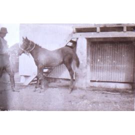 Unidentified man with a foal